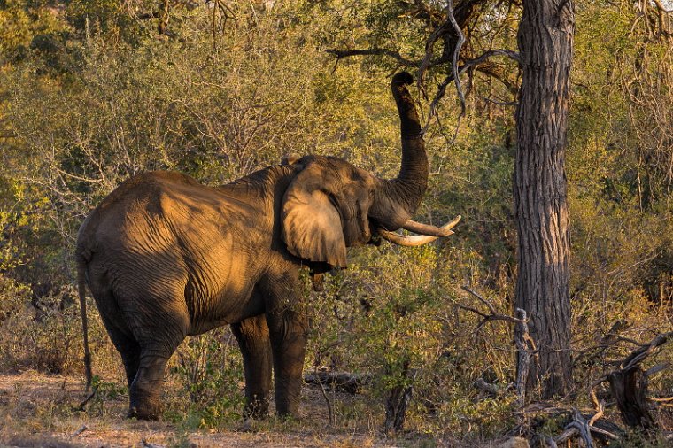 028 Timbavati Private Game Reserve, olifant.jpg